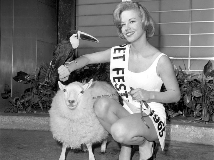 Необычные конкурсы красоты: Королева фестиваля домашних животных 1964