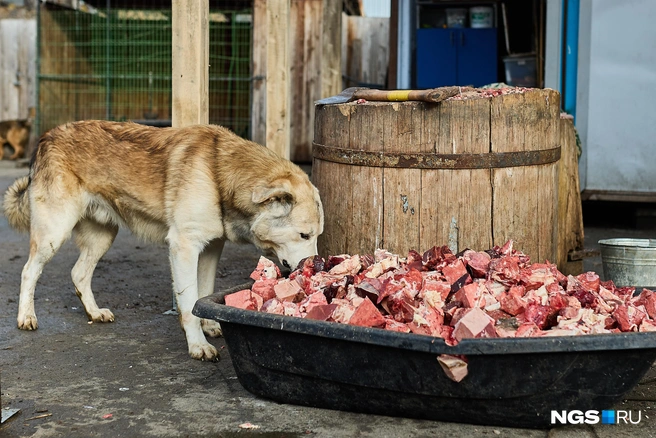 Собаки сытые: ежедневно на прокорм четвероногих уходит 160 кг мяса | Источник: Александр Ощепков / NGS.RU