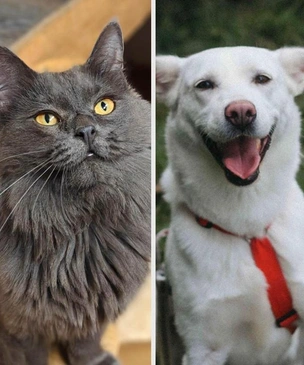 Котопёс недели: возьмите из приюта кошку Ардженту или собаку Есению