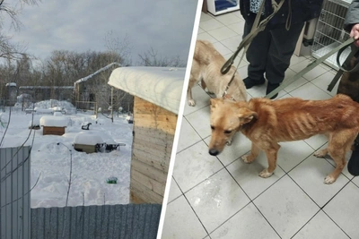 Prosecutor Opens Administrative Cases Against Antidogkhunter Shelter