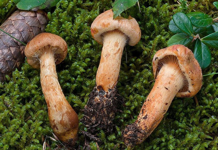 Вешенка, трюфель и мицена: какие грибы в России нельзя выращивать и собирать