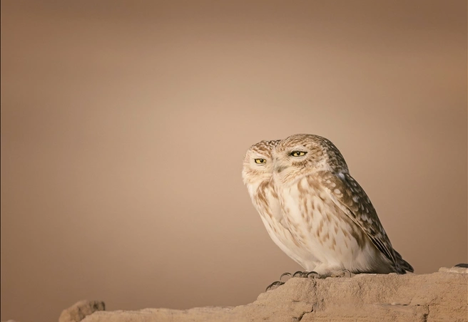 Они словно говорят: «Не красиво», «Мне тоже не нравится». | Источник: Lynn Emer / Nikon Comedy Wildlife Photography Awards 2026