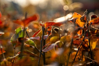 Шихов рассказал о похолодании в Прикамье с 19 по 25 октября