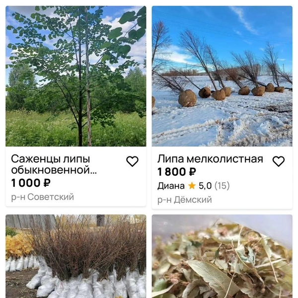 Чуть крупнее деревцо можно взять за 1000 рублей | Источник: Сайт объявлений