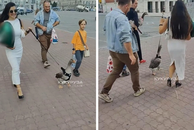 Необычного питомца заметили в центре города | Источник: Кукуруза | Новости Новосибирска и России / Telegram