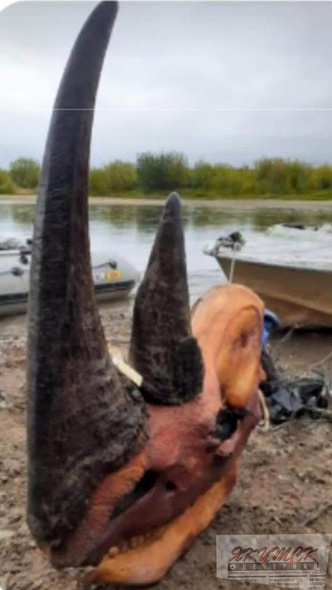 Россиянин обклеил череп носорога осьминогами и отправил по почте: подробности истории