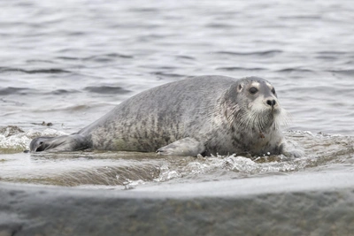 Тюлень с ракушкой на усах поразил фотографа на Соловках