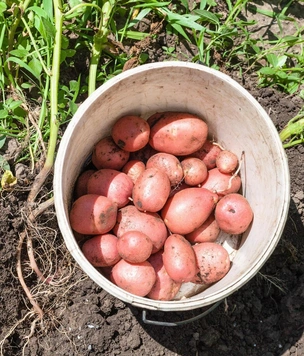 Когда копать картошку и как не упустить лучшие сроки