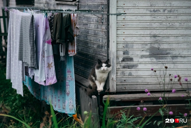 Источник: Иван Митюшёв / 29.RU