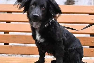 Щенок в Иркутске ждет семью после издевательств