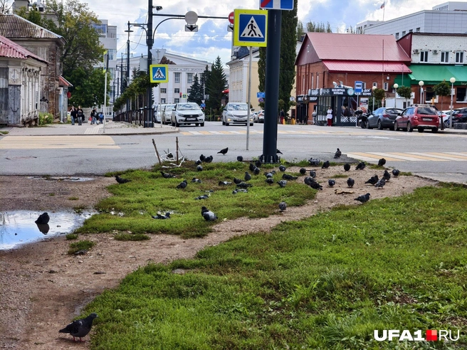 Голубям не понравится обновка | Источник: Булат Салихов / UFA1.RU