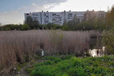 В сквере у Пулковского шоссе очистят пруд «Лунный серп»