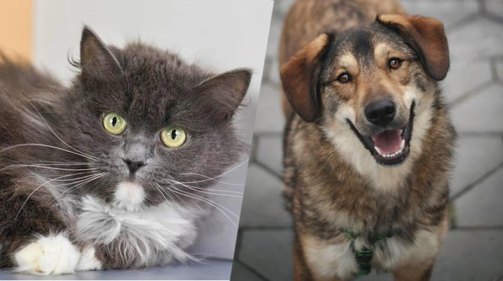 Котопёс недели: возьмите из приюта пса-булочку Бабла или ласковую кошку-трехлапика Киру | Источник: фонд «Вирта»; приют Бирюлево