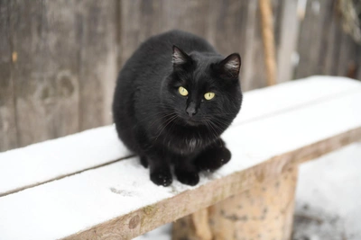 Yekaterinburg Cat Shelter Faces Closure
