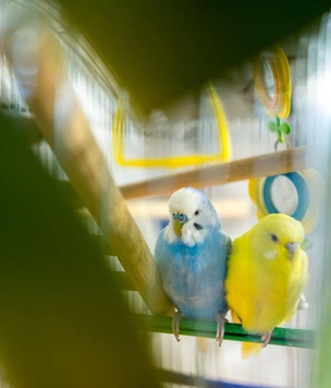Интерьер для попугая: как обустроить клетку, чтобы птице было интересно жить