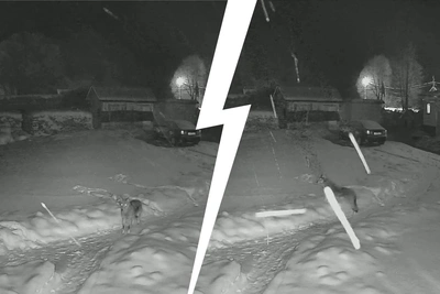 Волка, напавшего на собаку под Рыбинском, застрелили