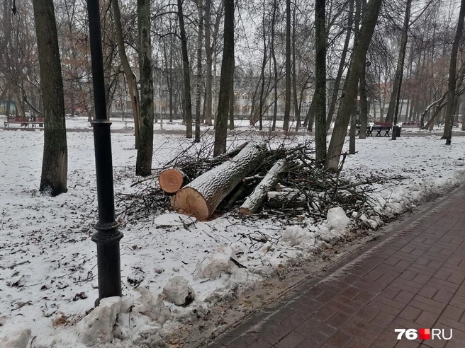 Горожане считают, что были уничтожены вполне крепкие деревья | Источник: читатель 76.RU