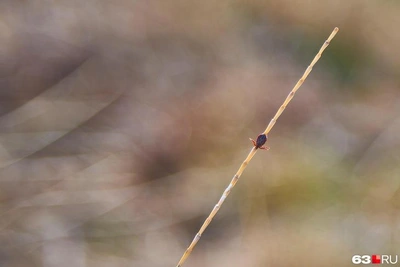 Роспотребнадзор опроверг сообщения о пробуждении клещей