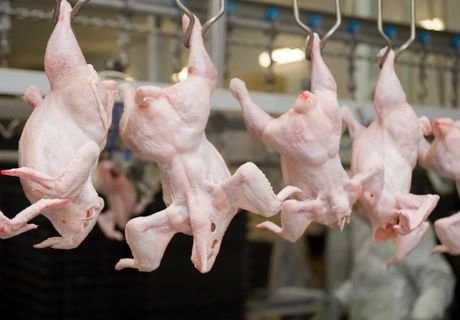 РФ возобновит поставки мяса птицы и яиц в ЕС | ya62.ru