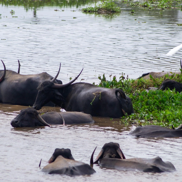 Говорят, что в Арамболе музицировали The Beatles, но это всего лишь легенда | Источник: личный архив Ильи Морозова