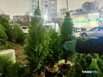 Главное в этом деле, чтобы елочка приносила радость | Источник: Кристина Мельникова / YA62.RU