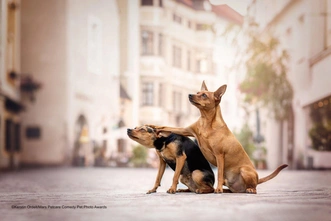 Самые смешные фото животных— сентябрь 2025 года | Источник: Comedy Pet Photography Awards