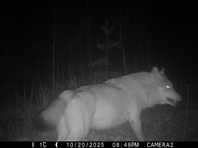 Черный волк, заснятый в Керженском заповеднике | Источник: Заповедник «Керженский» / t.me