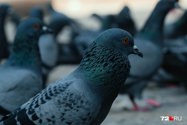 Источник: Екатерина Бурко