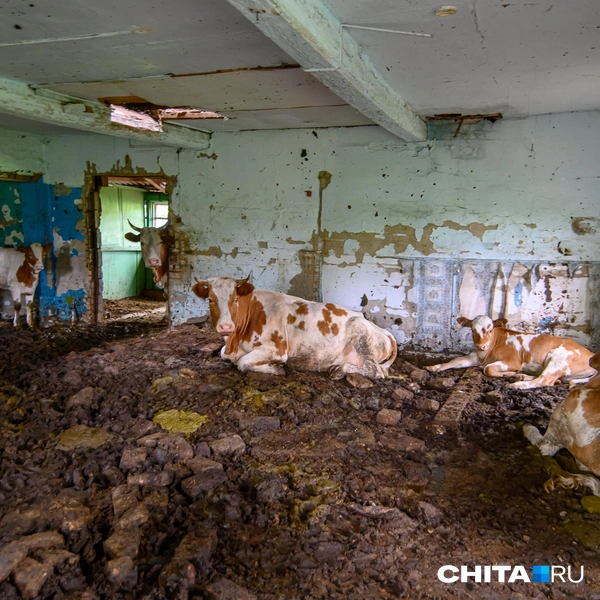 Источник: Олег Фёдоров / CHITA.RU