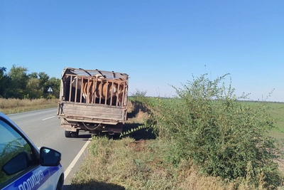 В Ершовском районе пресекли перевозку скота без документов
