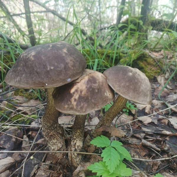 Источник: читатель «Чита.Ру»