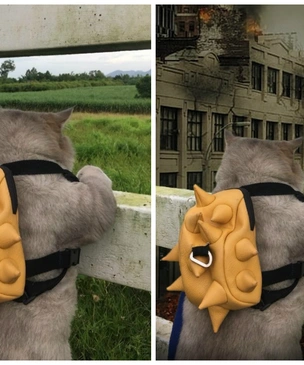 Лучшие фотожабы на странствующего котика с рюкзачком