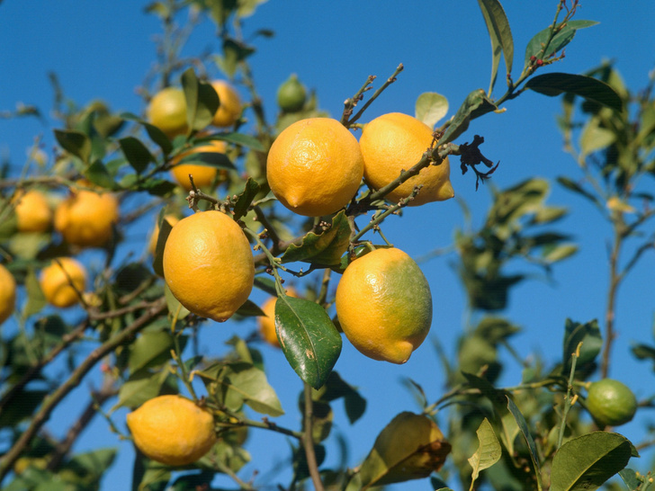 Кислая правда: 7 научных фактов о пользе воды с лимоном