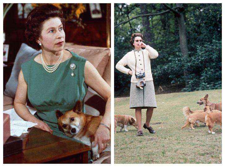 Главная страсть Королевы: что станет с любимыми собаками Елизаветы II?