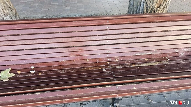 «Кому-то мешает детский смех»: волгоградцы жалуются на хулигана, который разбивает яйца на детской площадке в Горсаду | Источник: читатель V1.RU
