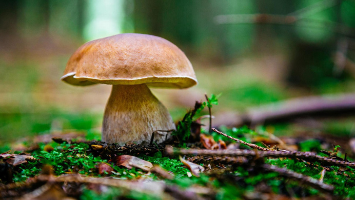 Почему грибы были выделены в самостоятельное царство живых организмов?