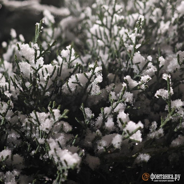 Источник: Анжела Мнацаканян / «Фонтака.ру»