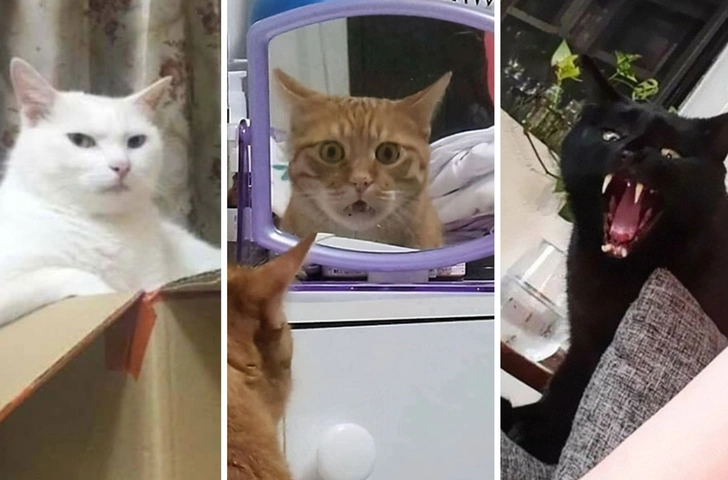 Они хотят убивать: 30 фото котиков, которые выглядят слишком угрожающе