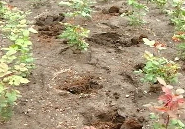 В Рязани неизвестные выкопали из клумбы саженцы роз | ya62.ru