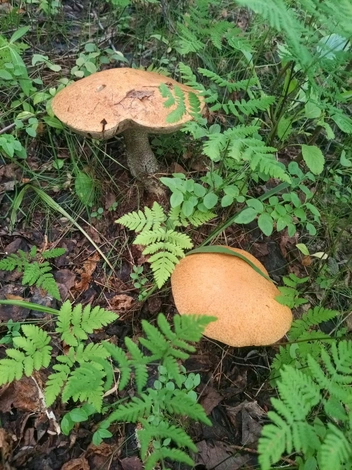 Источник: Ирина Алпеева