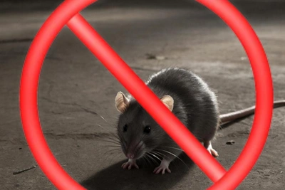 В Костроме стартует весенняя дератизация