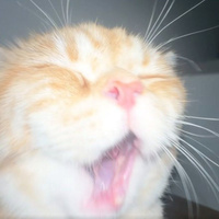 Аватарка sobaka939