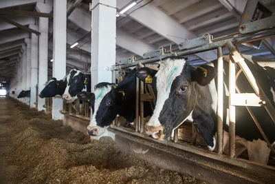 В Ростовской области сняли ограничения на вывоз молока