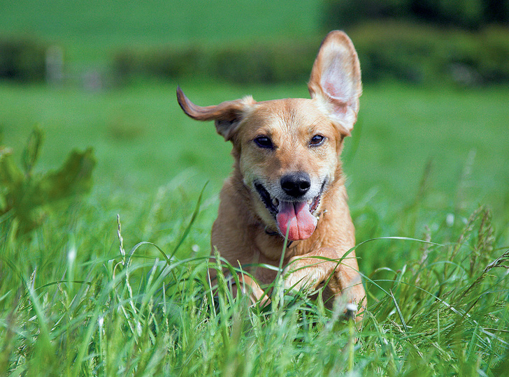iStock