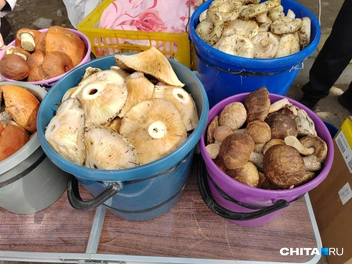 Грузди — самые популярные грибочки на рынке | Источник: Дарья Кливенкова / CHITA.RU