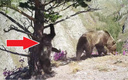 Медвежий танец в горах: что делает детеныш на видео?
