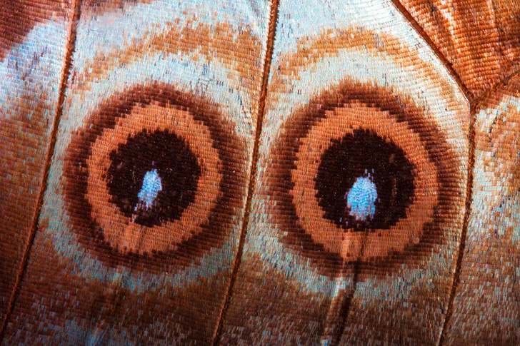 Ускользающая красота: почему вымирают бабочки и что теряет с их уходом наша планета