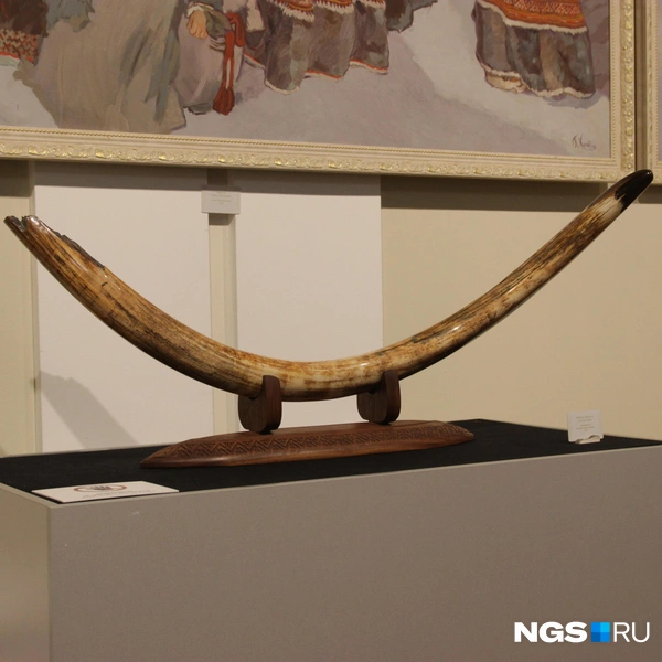 На выставке можно увидеть бивень  | Источник: Маргарита Резникова / NGS.RU