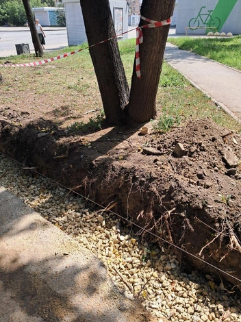 Из-за работ по благоустройству на 9 Парковой улице подрываются корни деревьев | Источник: Читатель MSK1.RU