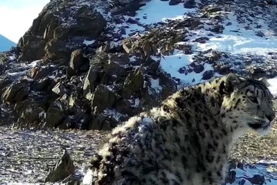 Снежного барса с коротким хвостом засняли на Алтае